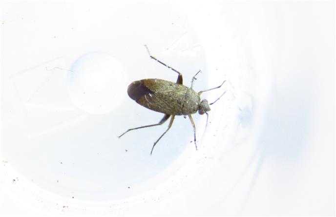 Miridae: Lepidargyrus ancorifer